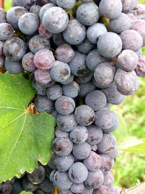 Nebbiolo Grape Bunch - where do grape names come from