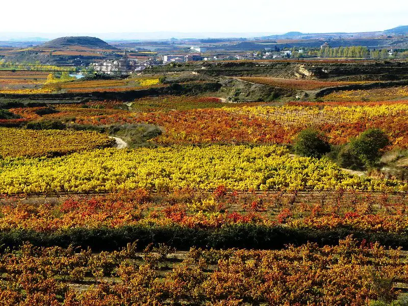 Rioja Vineyard - where do grape names come from