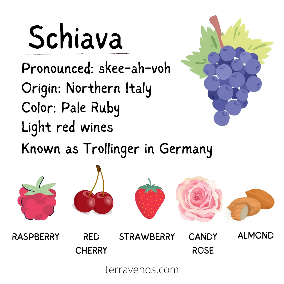 schiava-flavor-profile-light-red-wine