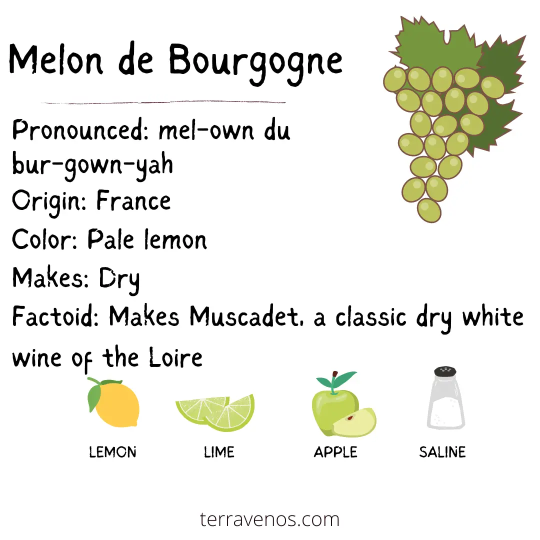 melon de bourgogne-dry-white-wine profile