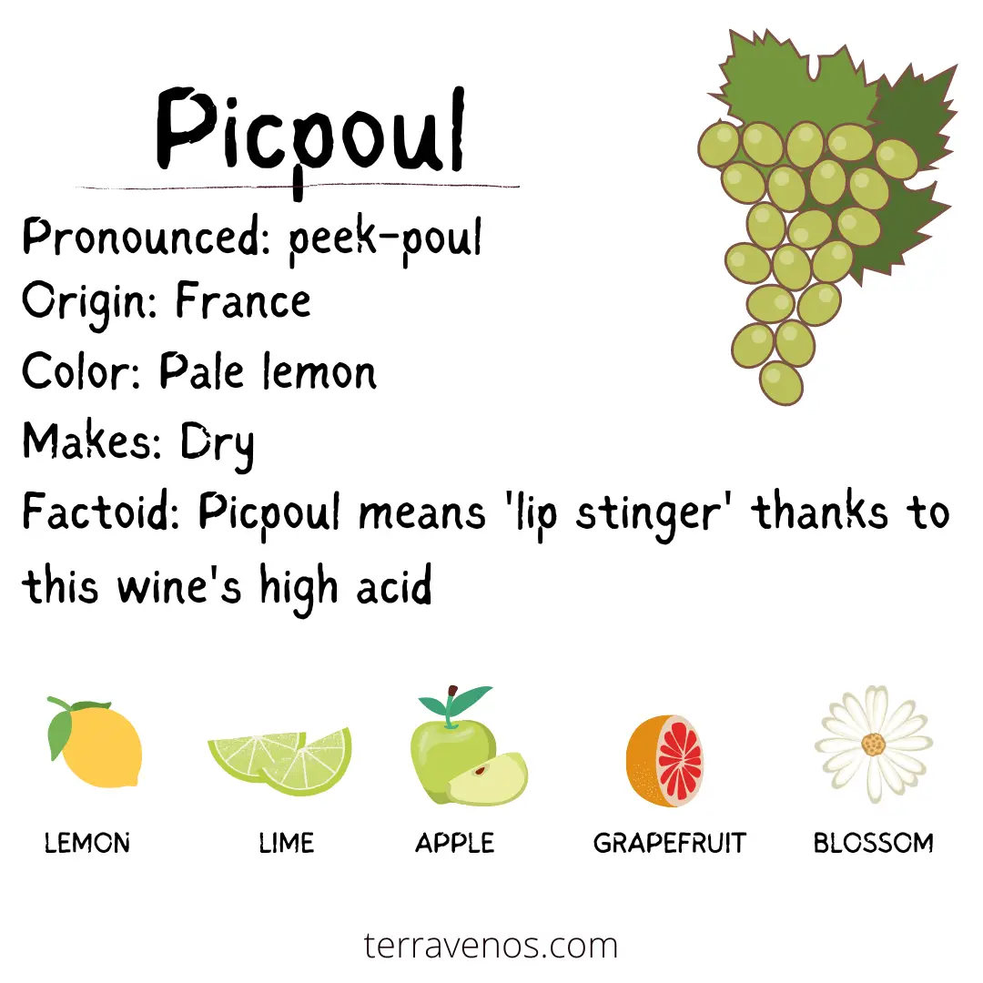 dry white wine - picpoul wine profile infographic