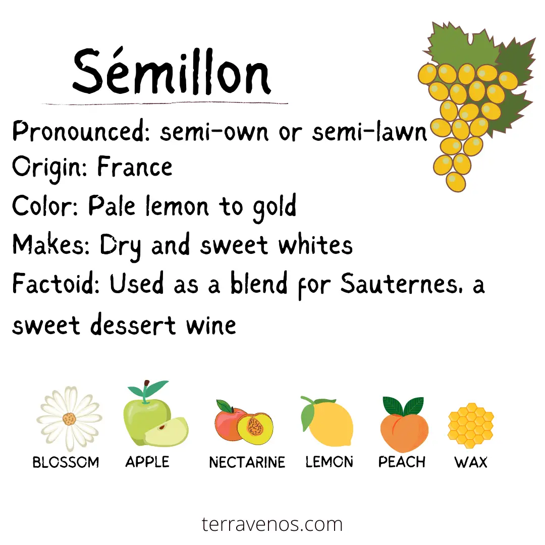 what does semillon wine taste like - infographic