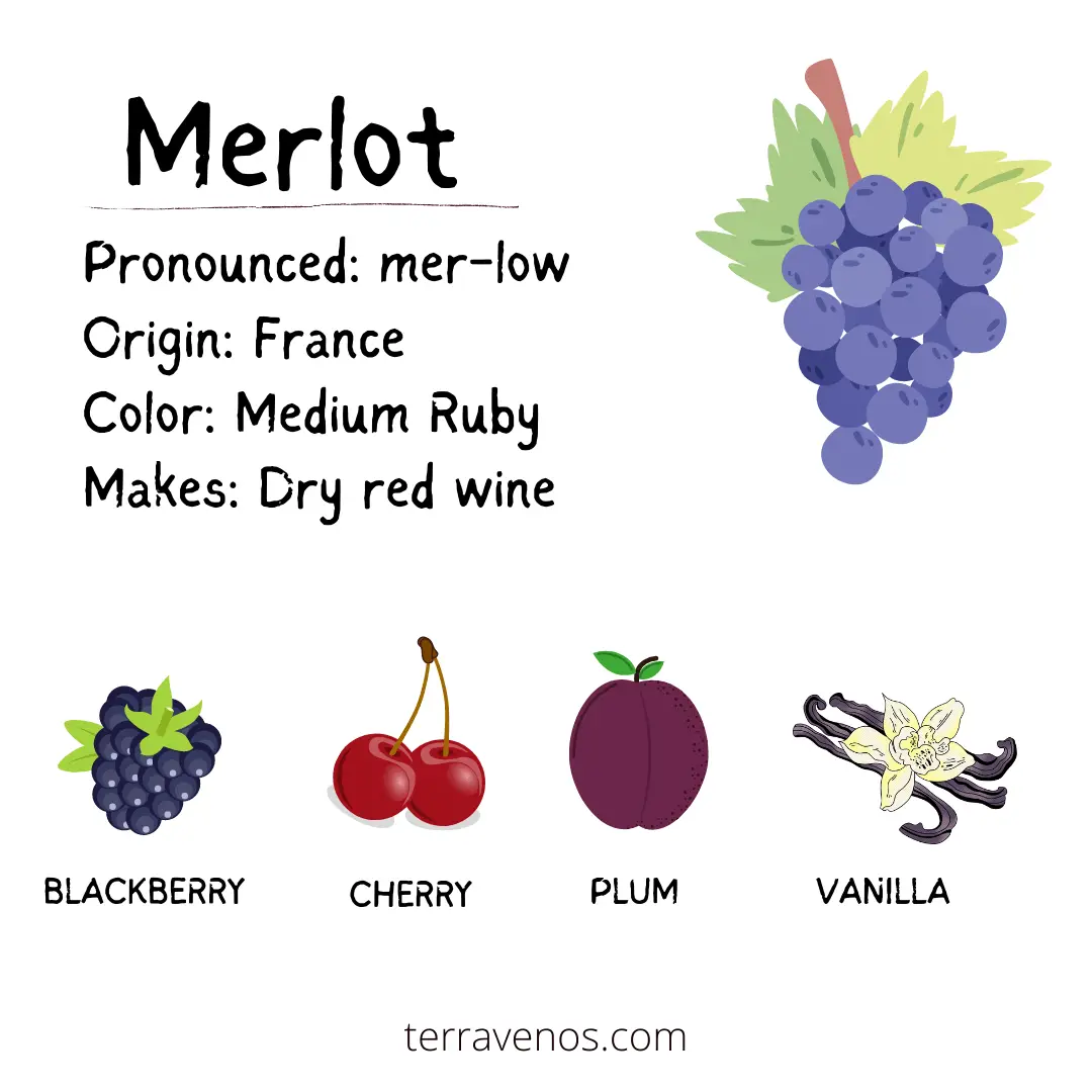 what does merlot wine taste like infographic