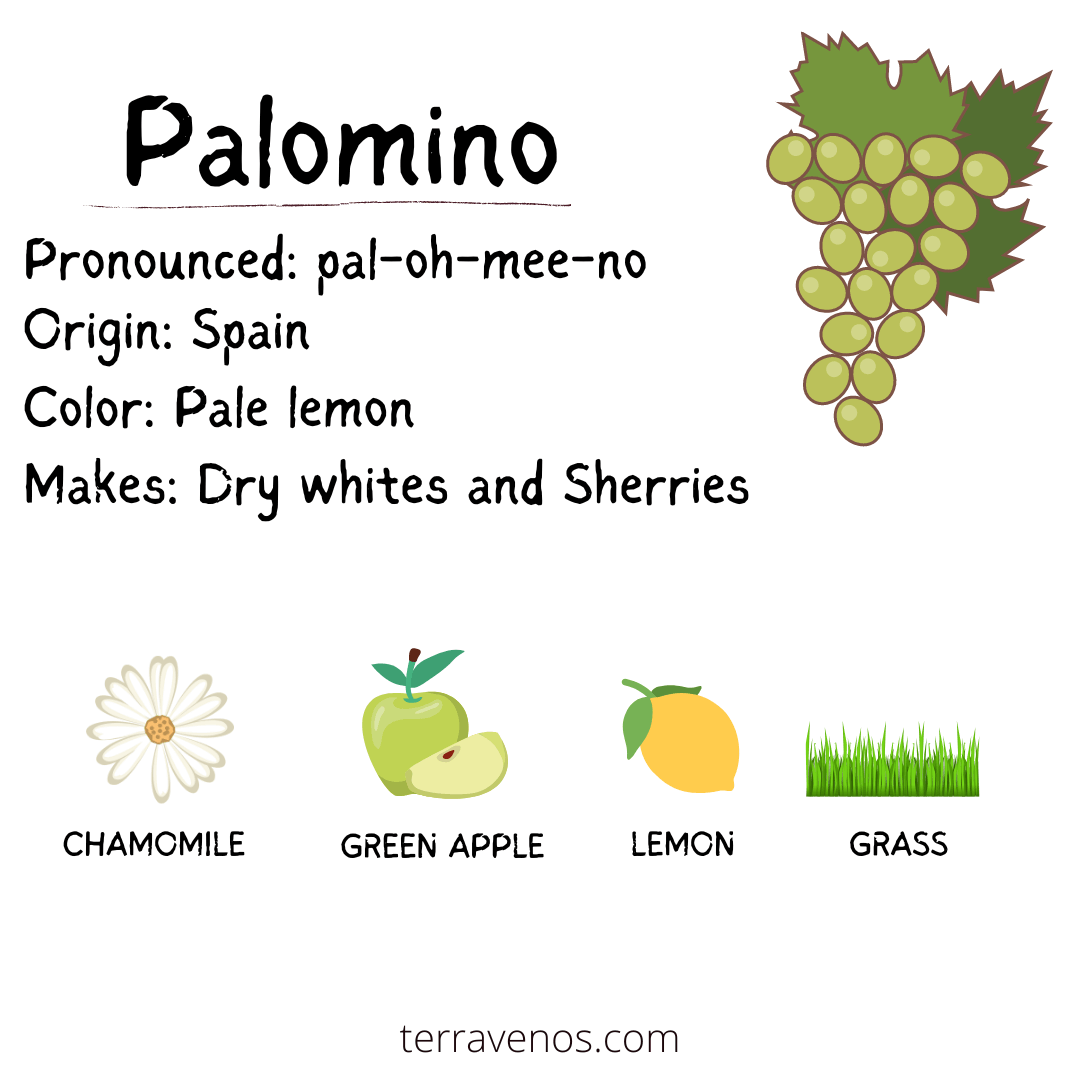 Sherry Palomino wine grape flavors - sherry vs madeira