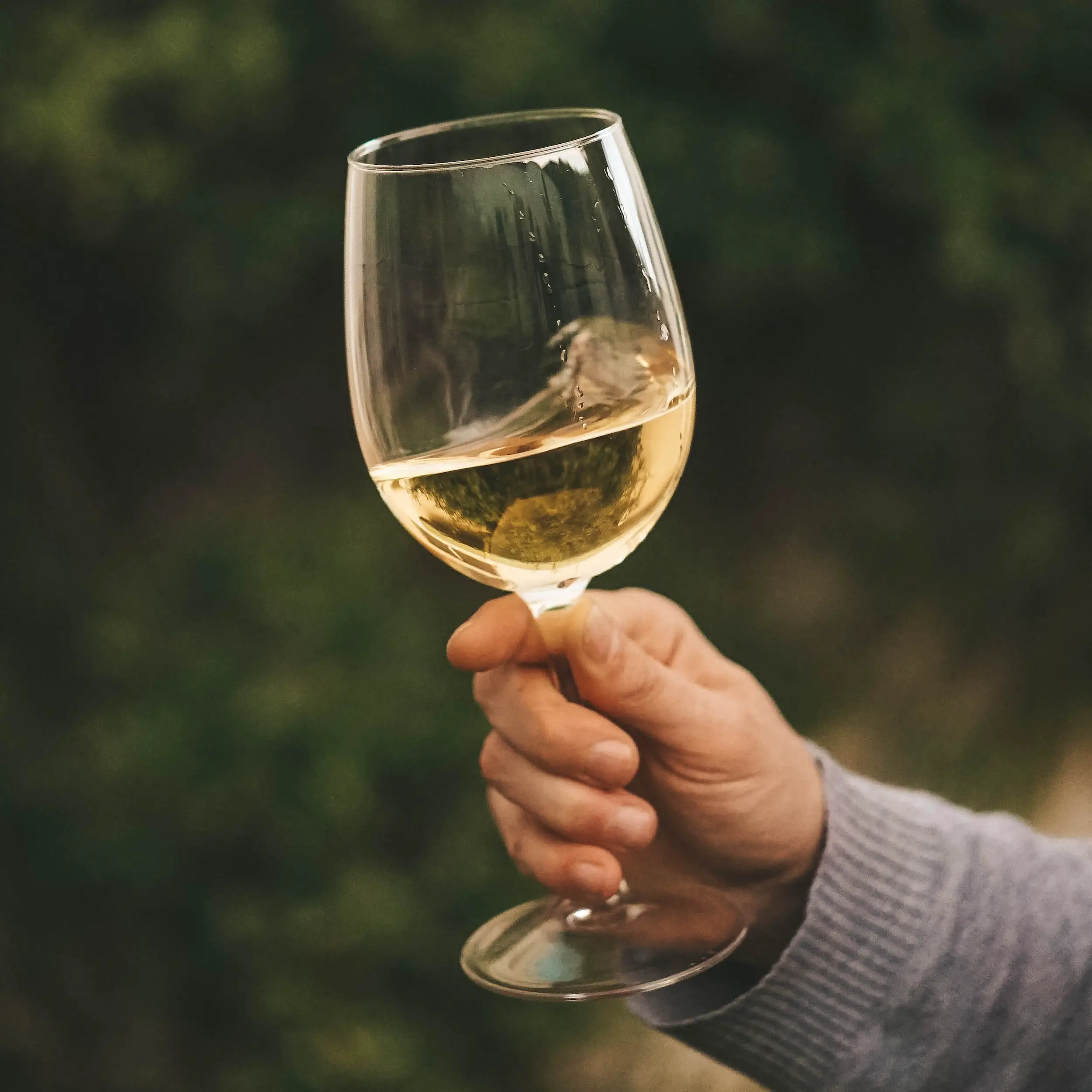 gewurztraminer wine guide - white wine swirl