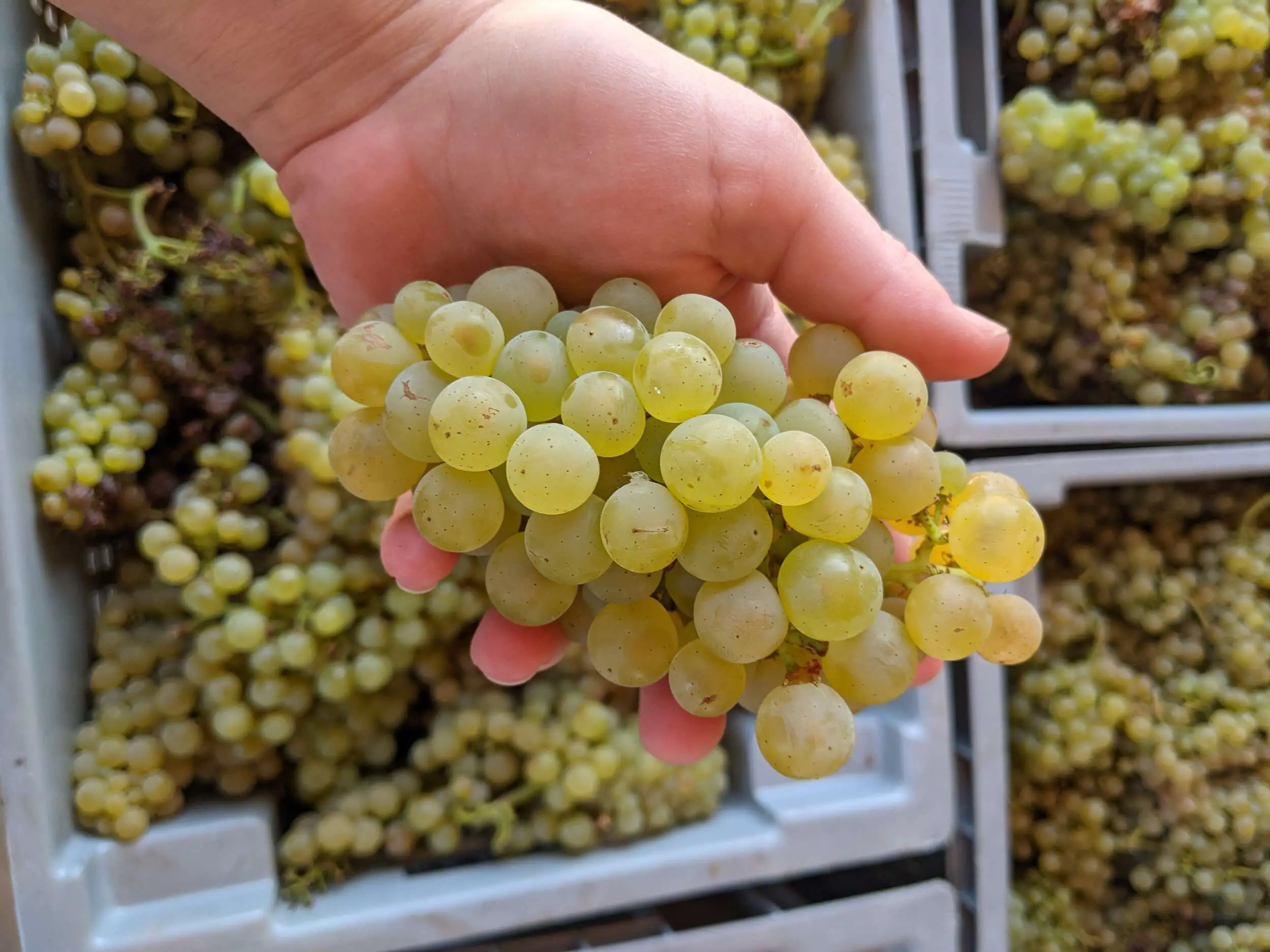 chardonnay vs. chenin blanc - chardonnay grapes
