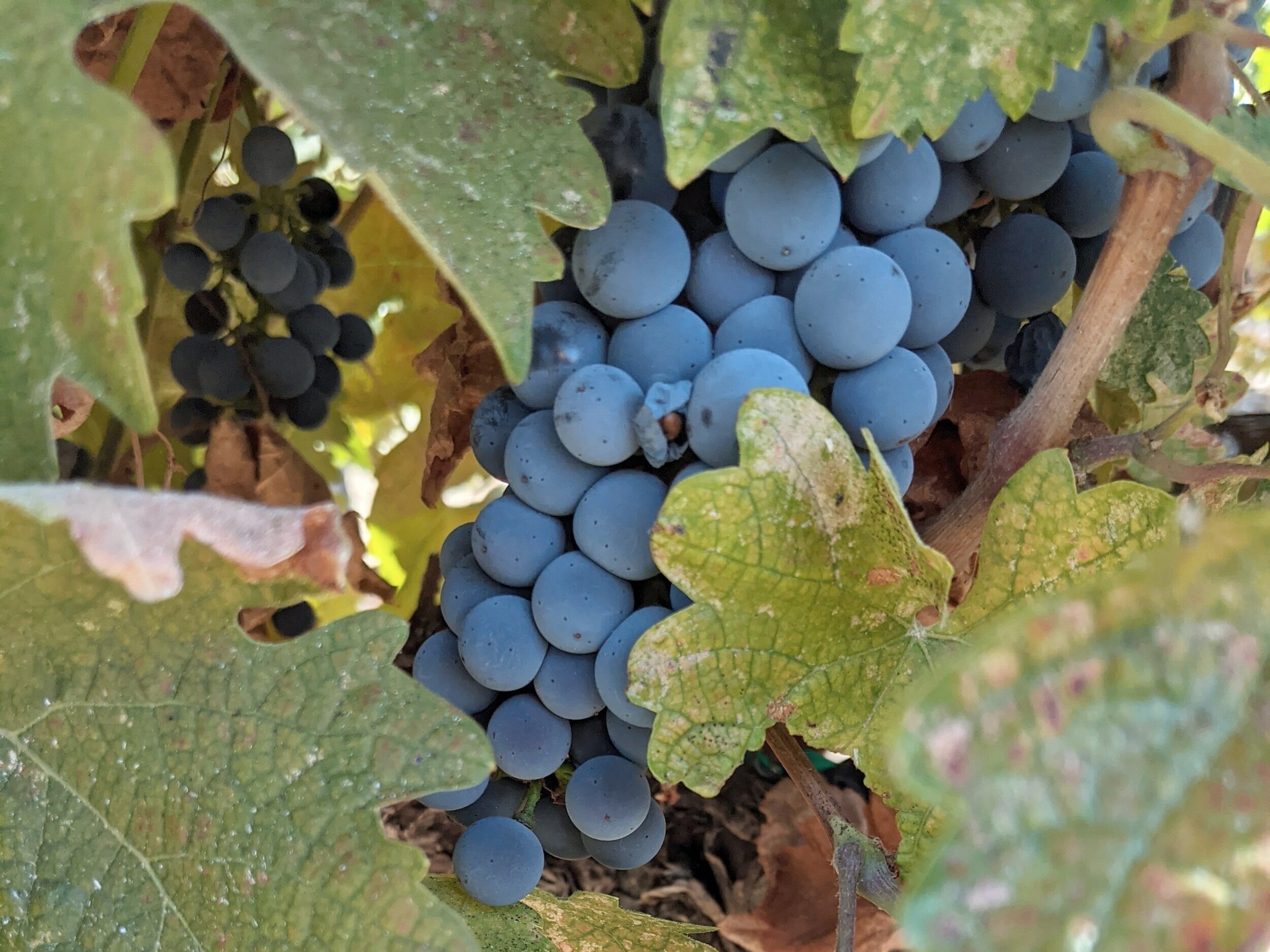 how does red wine get its color - cabernet grapes