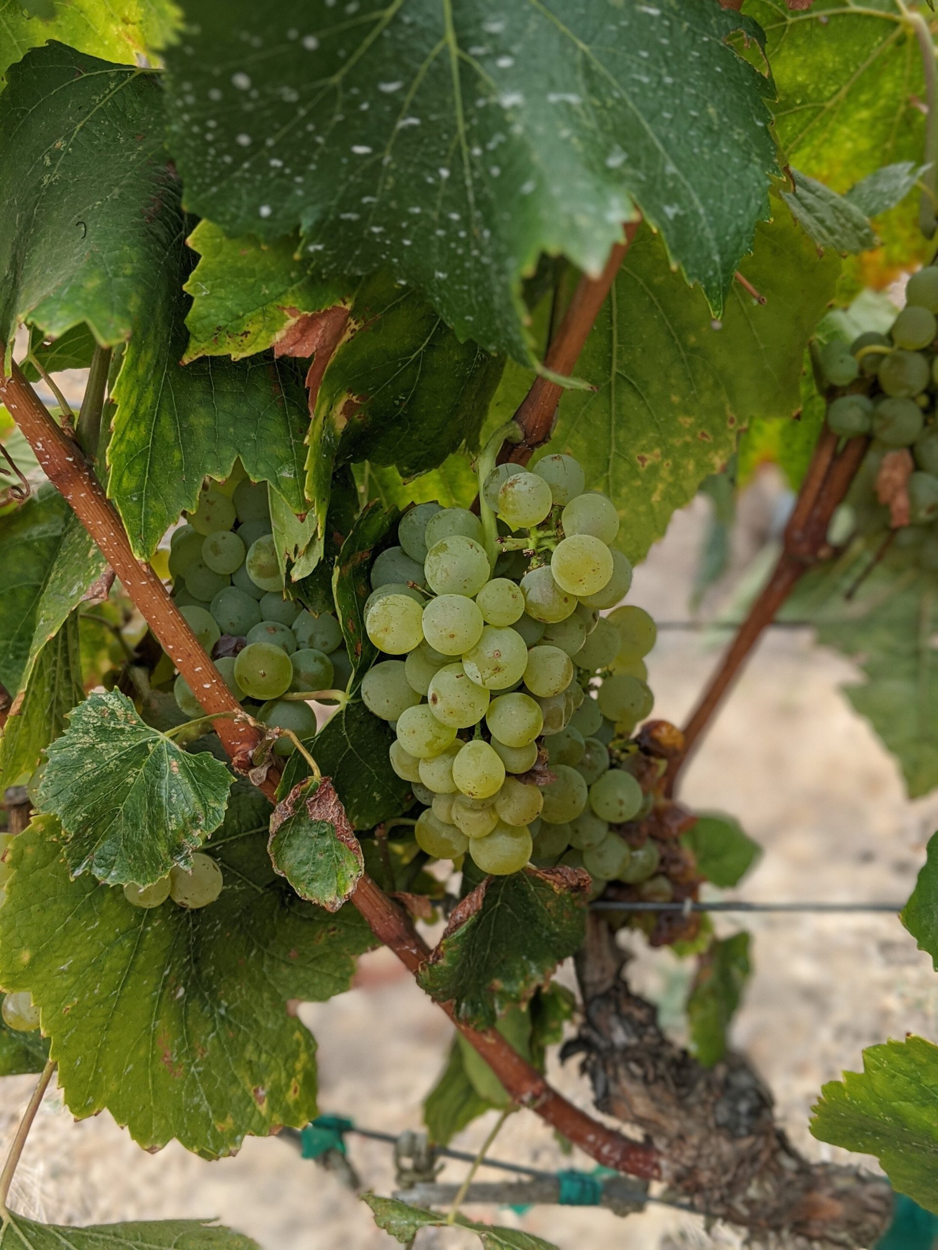 chardonnnay grapes - how to red wines get their color