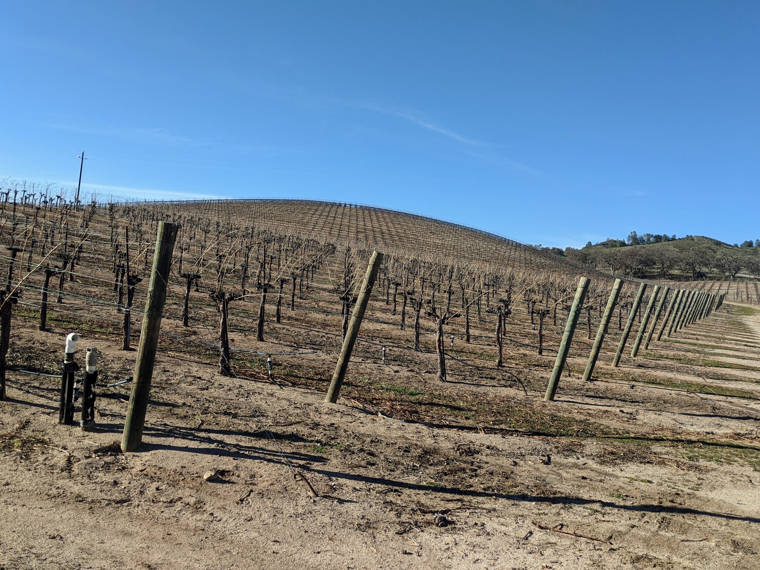 questions to ask about wine - vineyard