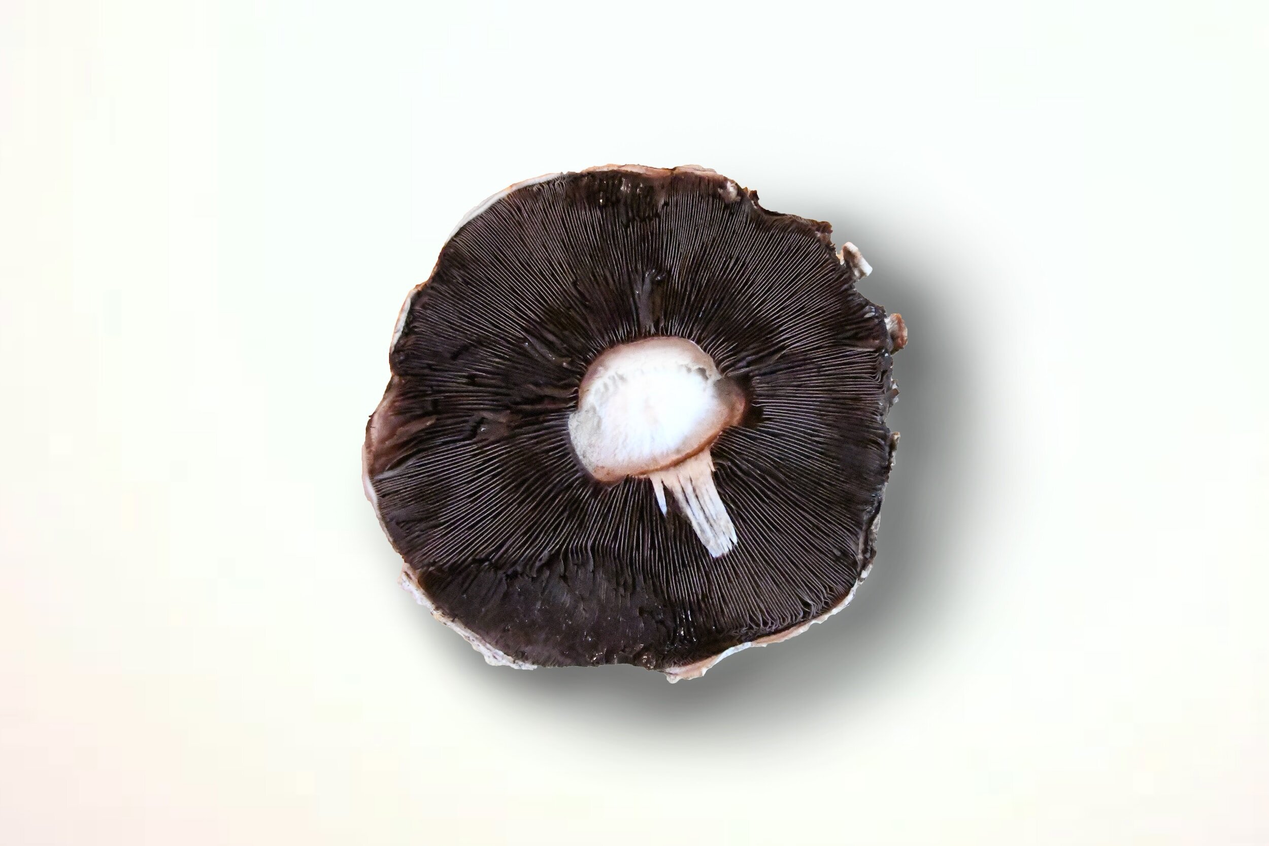 portobello mushroom - nebbiolo pairing ideas