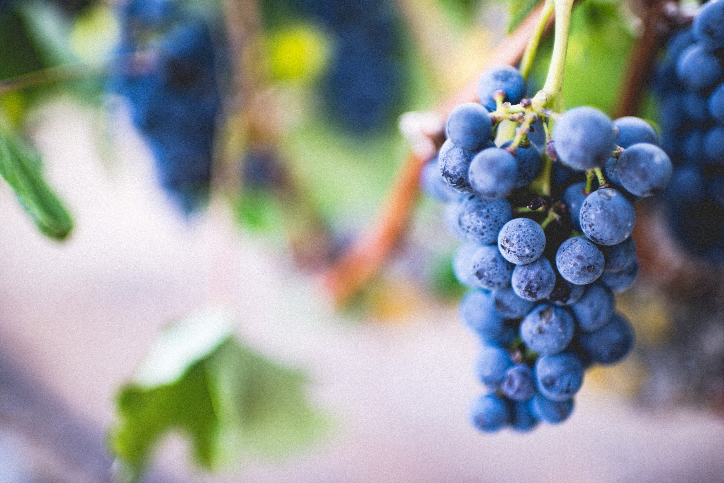 why blend wines - red wine grapes