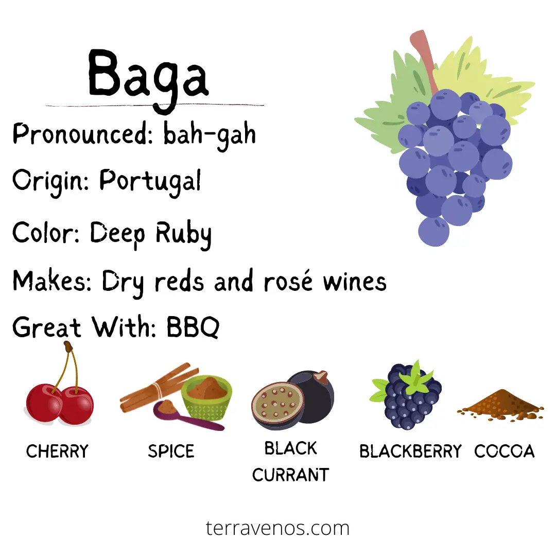 strong red wines - baga wine profile infographic
