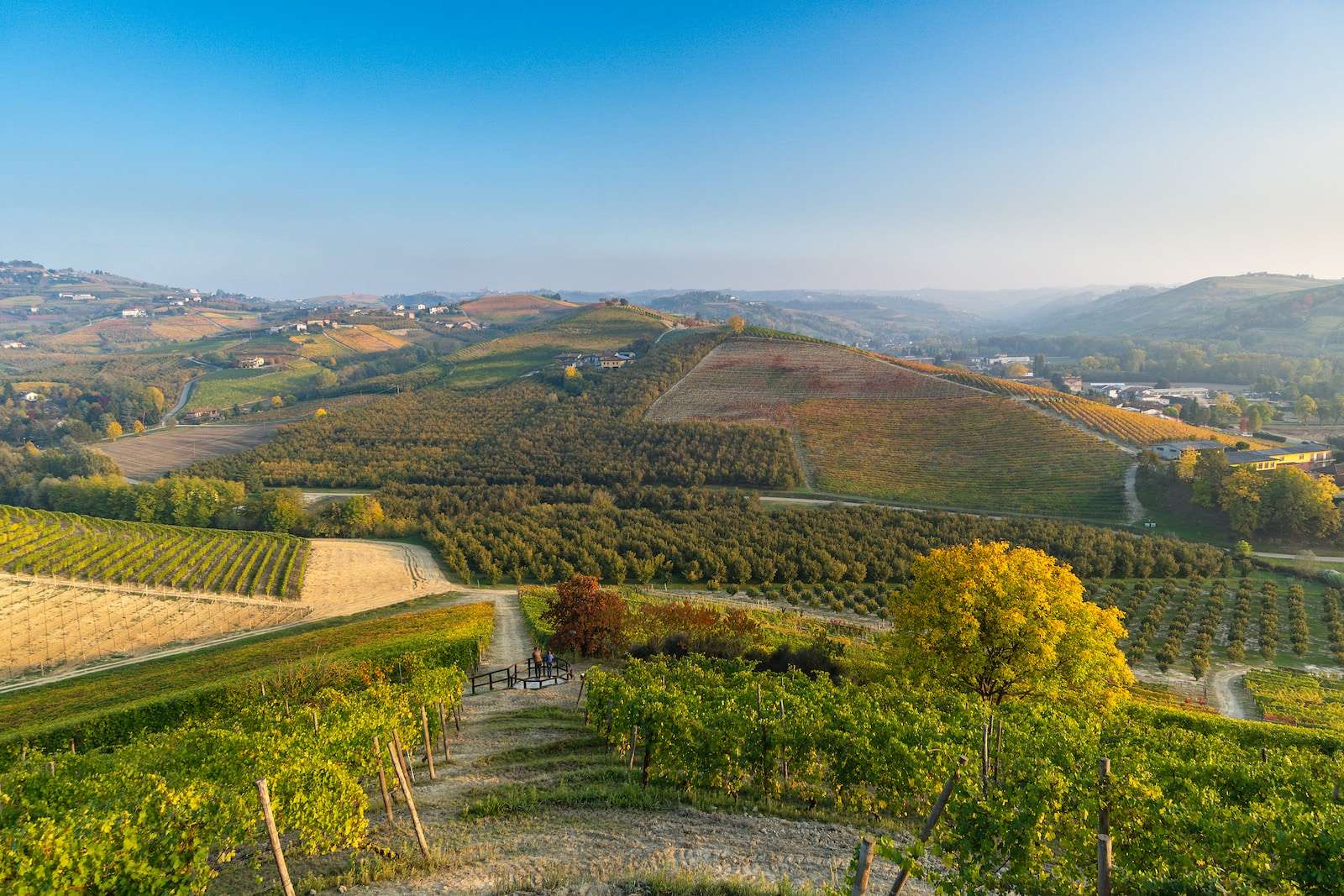 a scenic view of a vineyard in the hills - nebbiolo pairing