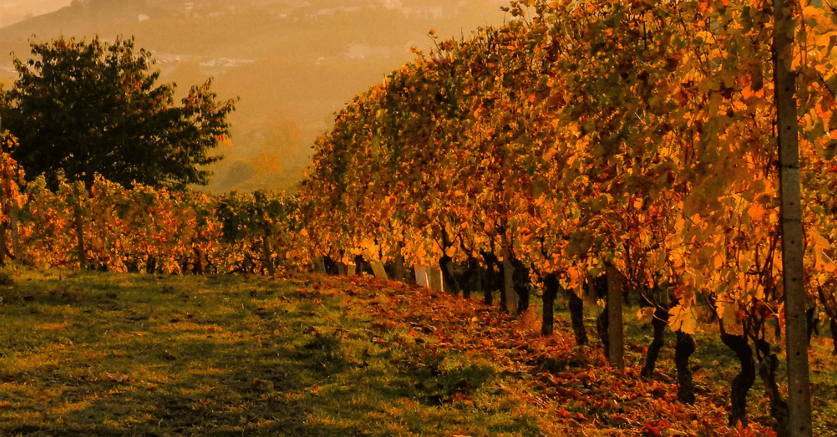 Top Picks for Fall Wines: 11 Bottles to Elevate Your Autumn