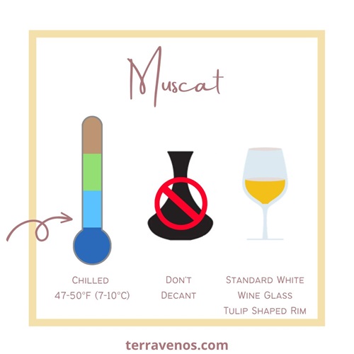 muscat wine guide - how to serve muscat wine infographic