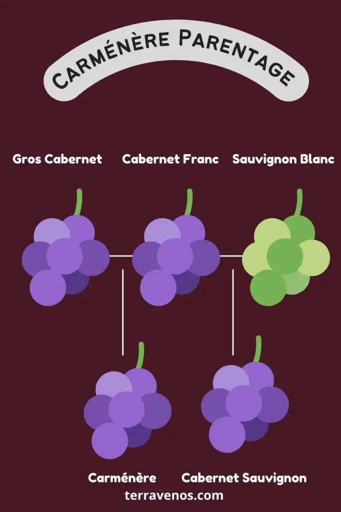 carmenere parents genetic dna infographic - gros cabernet cabernet franc